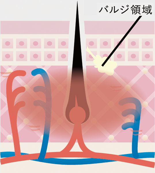 SHR方式概念図